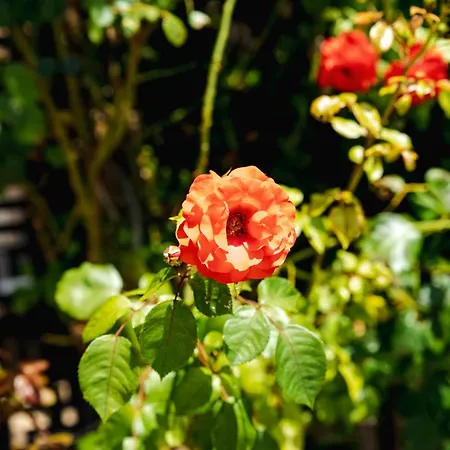 Biato Aparthotel Sunny Beach