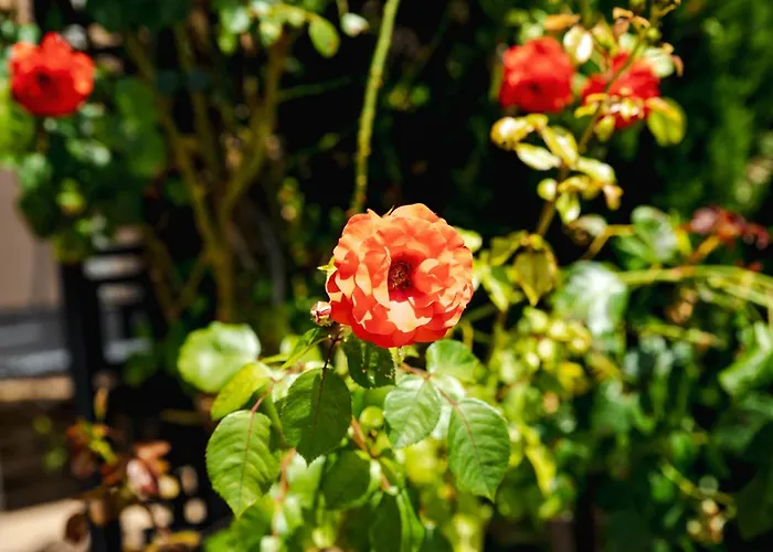 Biato Apartmanhotel Napospart